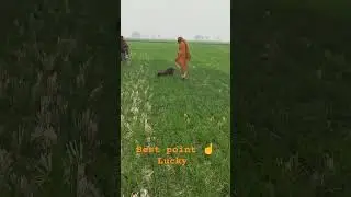 hunting Quail with dog neating $ batair Ka Shikar in Pakistan 2024 #shorts