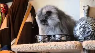 Colonel Meow