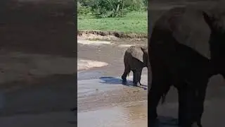 SHORTS CHILLOUT TRAVEL TANZANIA SAFARI БЕЗ НАПРЯГА