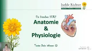 Herzklappen – Teste dein Wissen zu Diastole, Systole, Taschenklappen, Mitralklappen & mehr