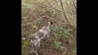 woodcock shooting Ireland 2021-2022 with German pointer hunter