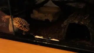 Waxworm Feeding Session | Leopard Gecko