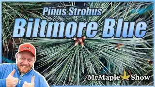 Pinus strobus 'Biltmore Blue' | Wonderful Blue Dwarf Pine Tree