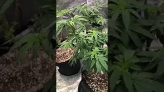 bubba kush, irene kush grow