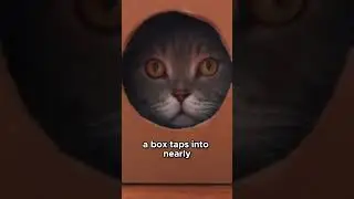 Why Cats Can&rsquo;t Resist Boxes #Cats #CatFacts #Shorts Survival Instincts Explained! 🐱
