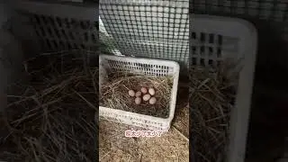 Rural Chickens Unleashed: A New Farmer's Chicken Adventure