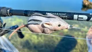 Едят ли окуни бурундуков???