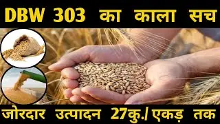 DBW 303 का काला सच। High yield wheat verity dbw 303 | wheat verity dbw 303 l