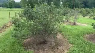 Tour of Blueberry Patch June 2024