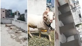Sheeps shed on terrace (Part 2)
