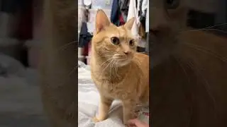 Cute kitten#cat#kitty#kitten#Chat#Kedi#kater#貓#ねこ#baobao