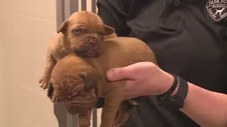 19 dogs, including puppies, rescued from unlicensed Missouri breeder