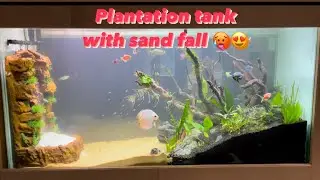 Monster tank plantation setup | aquarium  fish | pets paradise hubli