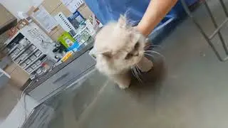 Kitten first vet visit