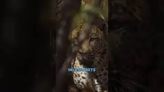 Leopard Kills Toddler in Kruger National Park