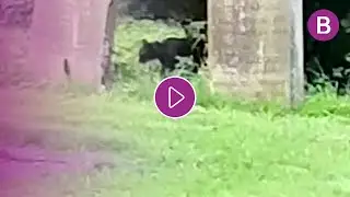 Big cat spotted' near Birmingham Airport crossing dual carriageway was 'panther-like' claims driver