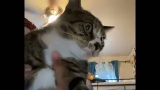 Here&rsquo;s kitty!!! (1 years old)