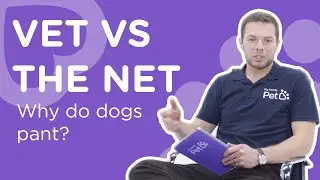 Why Do Dogs Pant? - Vet Vs The Net