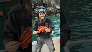LING COD ON AN 8lb ultra light trout rod? #fishing #lingcod #ultralightfishing #heavyfishing