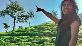 Kelaguru Tea Estate | Chikmagalur