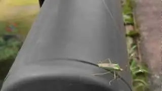 オオクモヘリカメムシとお散歩　Take a walk with an Anacanthocoris striicornis
