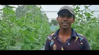 डोडका , चिकनी तोरी ( नेनुवा ) की 20 डिसमील मे खेती कर लाखो कमा रहे है किसान  ।