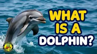 What Is a Dolphin? 🐬 | Learn About a Dolphin | Animal Facts for Kids | Animals Made Easy