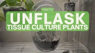 Unflasking Tissue Culture Plants Without the Guesswork