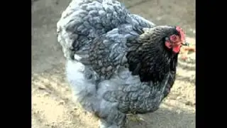Fancy chicks