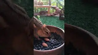 Gaining chipmunks trust with food
