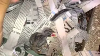 Feeding Abandoned Baby Bird