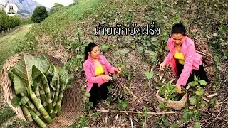 EP.74 ไปเก็บผักบุ้งฝรั่ง หรือ ผักบุ้งเปรี้ยวกันจ้า มั่นใจว่าถูกต้องกินใด้ เราต้องลองดูจ้า