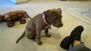 Brooklyn, My 10 week old American Pitbull Terrier