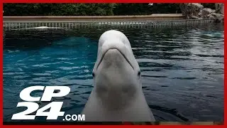 Marineland presents plan to Ottawa to ship remaining whales and dolphins to the U.S.