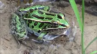 Northern Leopard Frogs 8