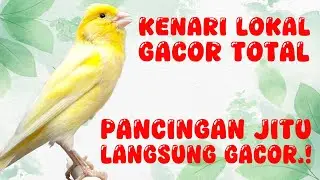 SEMUA KENARI IKUTAN BUNYI..! KENARI LOKAL GACOR TOTAL, PANCINGAN JITU MERANGSANG GACOR AUTO RESPON