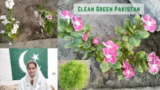 Clean and Green Pakistan | Contribute in 10 billion tree project Pakistan | Home Garden