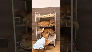 This Multi-Story Cat House Led to the Funniest Cat Fight Ever