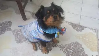 Merry Christmas everybody #dogs #trending#cute #merrychristmas #animals #best #bestie #bestdogs #boy
