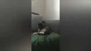 Kedisi evden kaçan,kaybolan dikkat! #Kayıpkedi nasıl bulunur neler yapılmalı