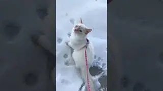 Rocky&rsquo;s adventures 🥶#cat #funnyshorts #funny #kitten