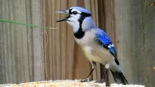 Blue Jay Imitating Red Shouldered Hawk Call