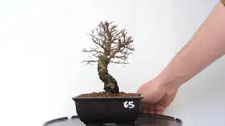 V&iacute;deo 360&ordm; Bonsai Ulmus Parvifolia. Olmo Nire keyaki. Zelkova Nire. ULP65