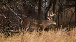 3 Overlooked Tips for Hunting Public Land