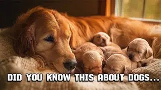 Dogs: The Bond That Changed the World