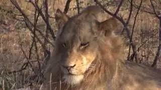 Balule Pride of Lions at Ezulwini Game Lodges