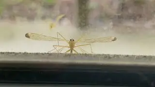 Insects - Creative Nature Video - Ryan Gerald Original Chill Music