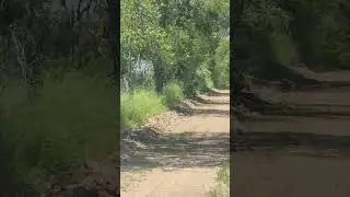 run turkey run #turkey #turkeyseason #wildlife