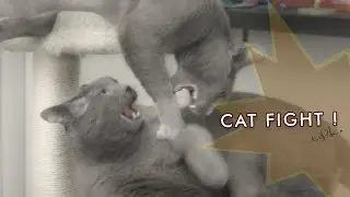 Cat Fight!