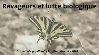 La lutte biologique contre les papillons ravageurs